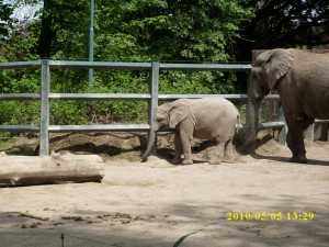 Elefantennachwuchs im Zoo
